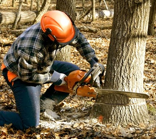 Tree Removal in Center Cross, VA
